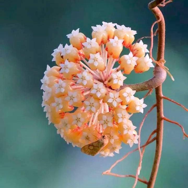 Hoya neoebudica (Golden Wax Plant) 