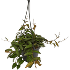 Hoya 'Rosita' - nagy példányok!! (5-7 növény/cserép)