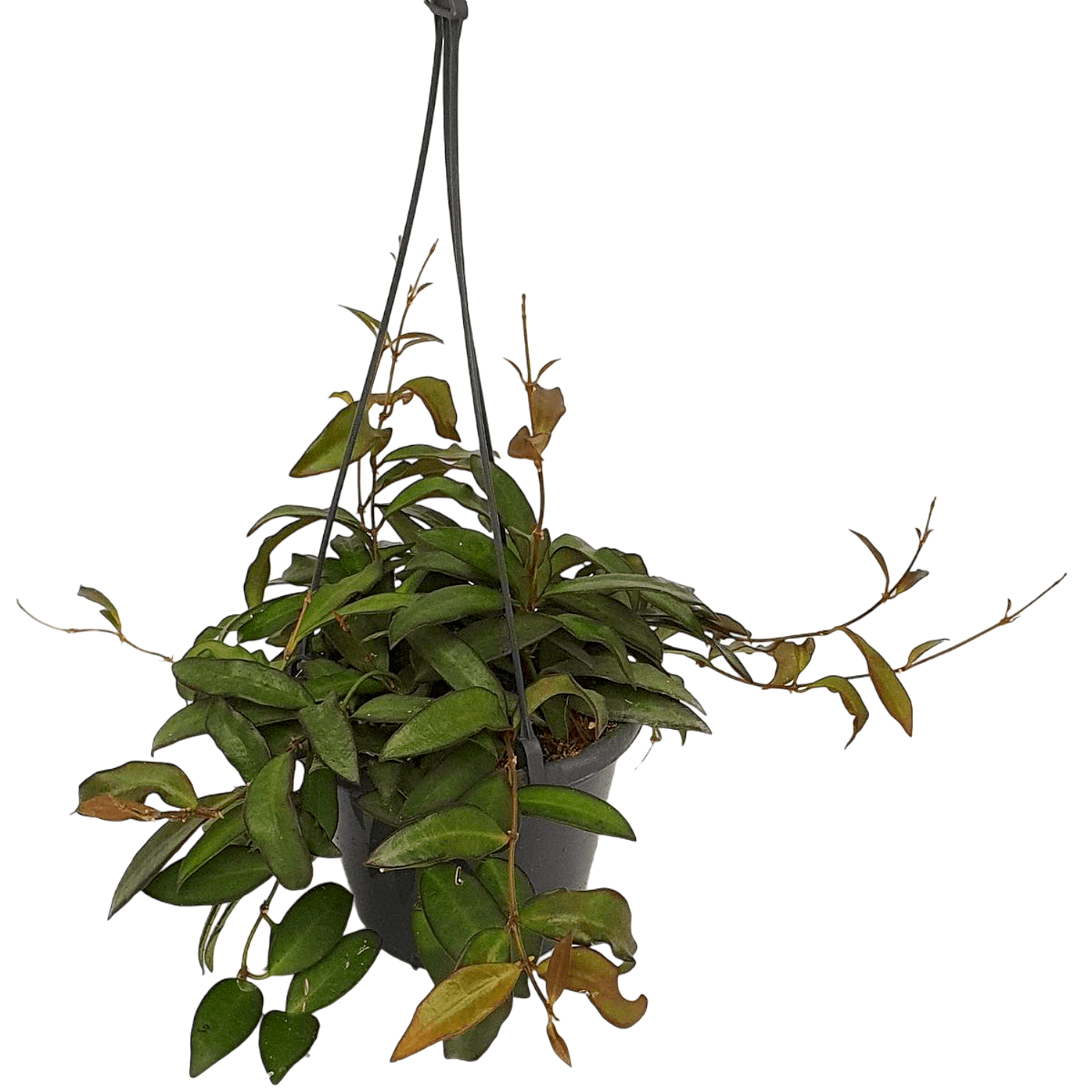 Hoya 'Rosita' - exemplare mari!! (5-7 plante/ghiveci)