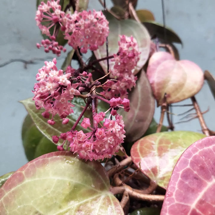 Hoya latifolia sp. ‘Sarawak’