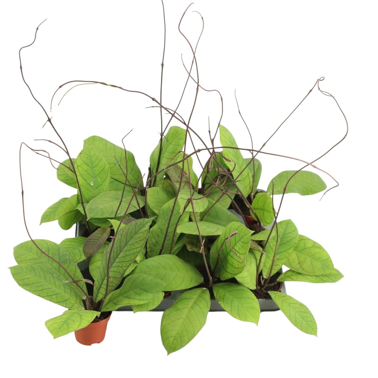 Hoya sp. Sabah (EPC-691) D6 – Secret Garden Plant Shop