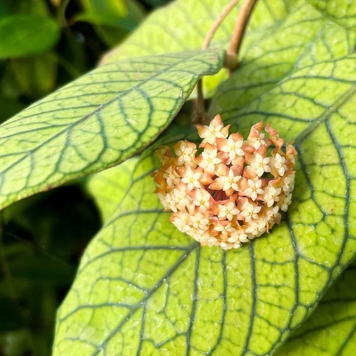 Hoya sp. Sabah (EPC-691) flower