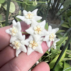 Hoya stoneana (IPPS00132)