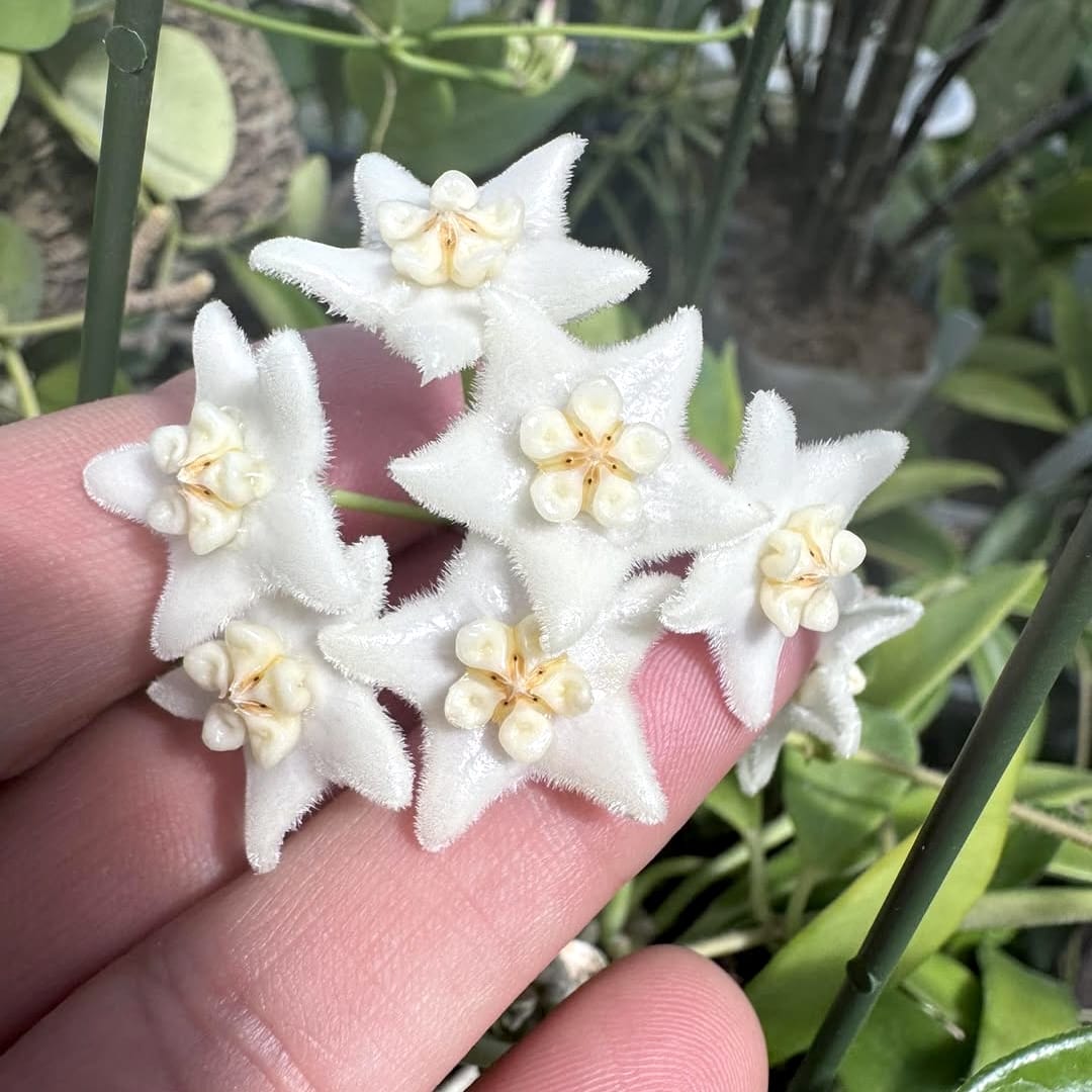 Hoya stoneana (IPPS00132)