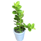 Hoya cummingiana (flori aurii, parfumate) - full pots!