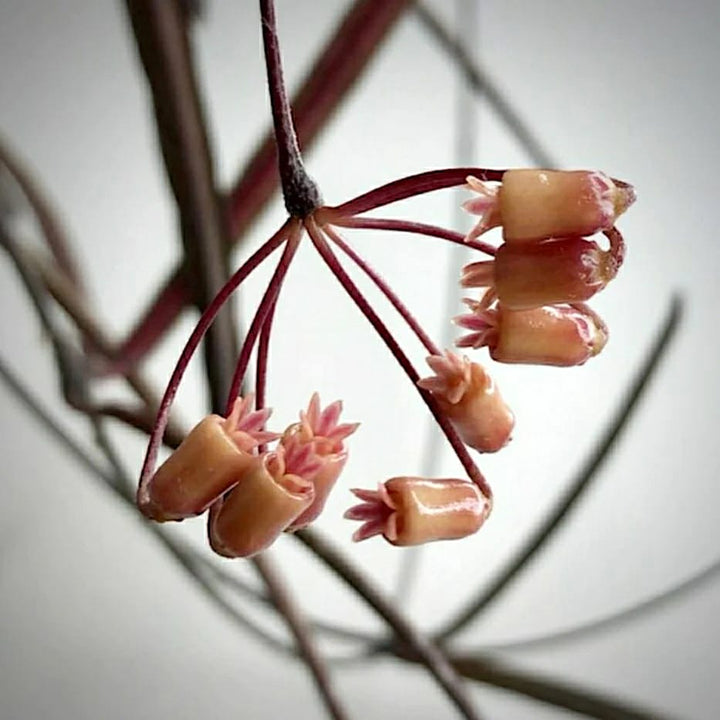 Hoya insularis