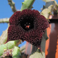 Huernia visící