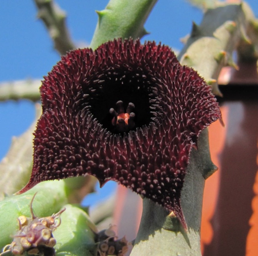 Huernia pendurata