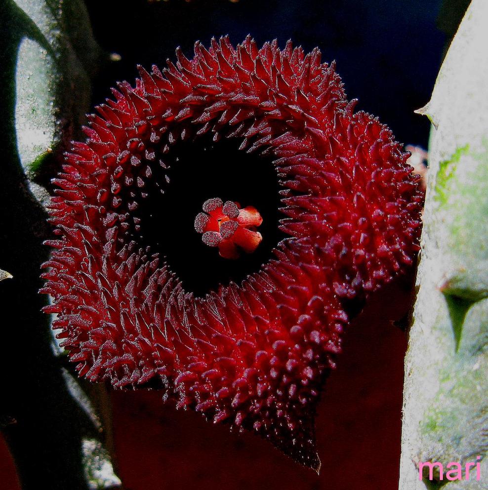 Huernia pendurata