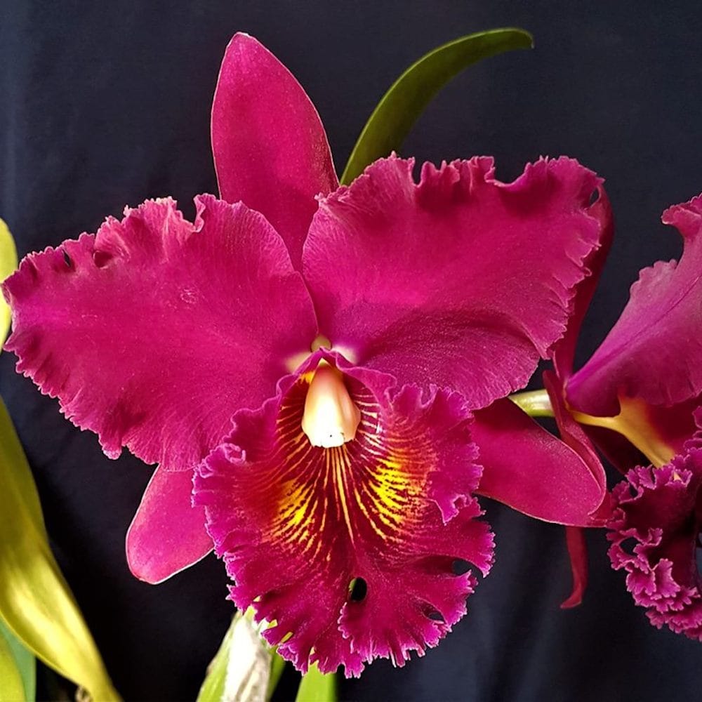 Blc. Chia Lin 'New City'