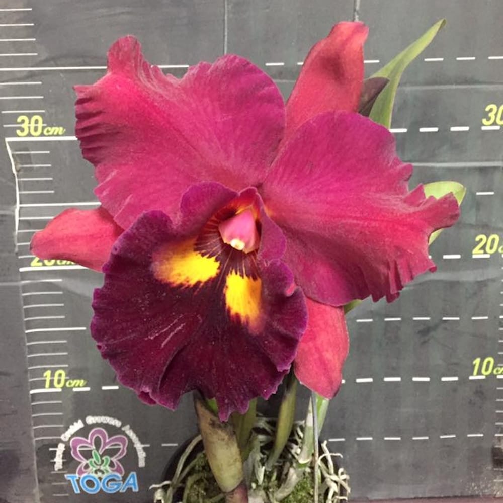 Rlc. Chief Emperor 'Red Tomatoes' – Secret Garden Plant Shop
