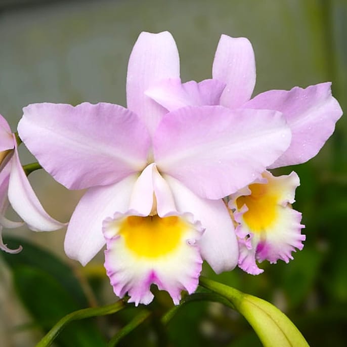 Lc. Puppy Love 'True Beauty' HCC/AOS