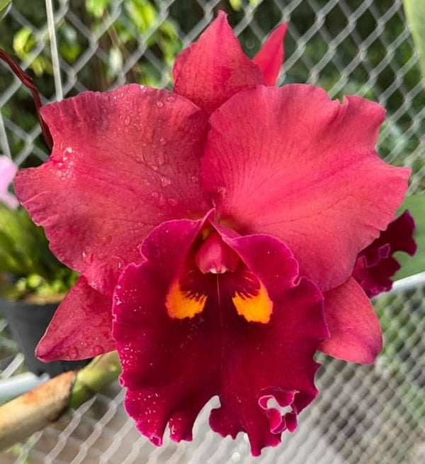 Rlc. Chief Emperor 'Red Tomatoes'