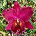 Blc. Chia Lin 'New City'