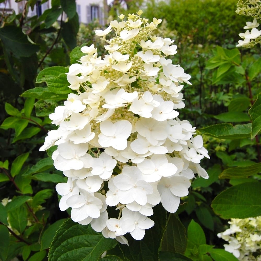 Grmolika hortenzija - Hydrangea paniculata 'Kyushu' – Secret