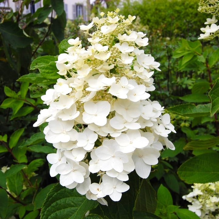 Hydrangea paniculata 'Kyushu'