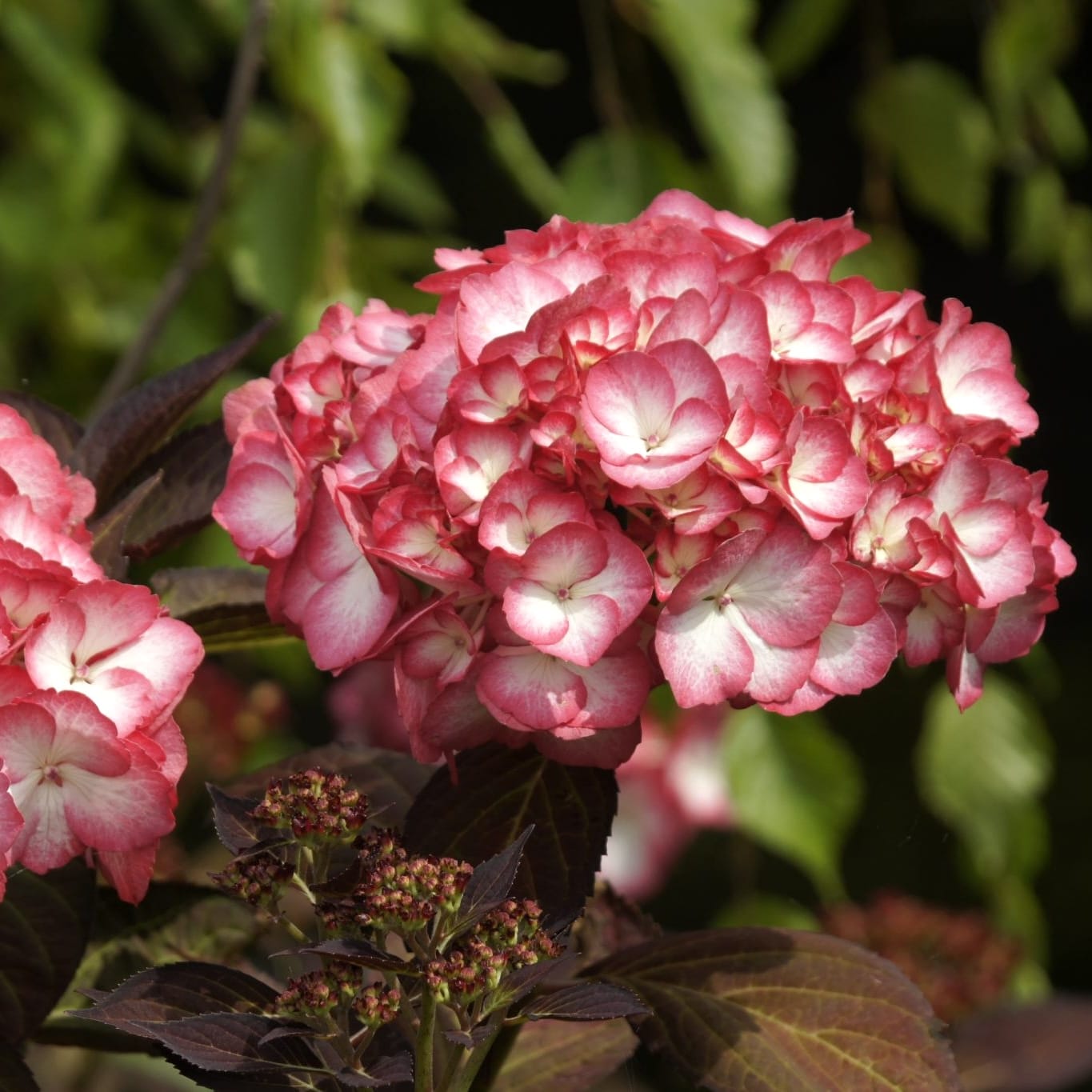 Hydrangea macrophylla 'Ripple'