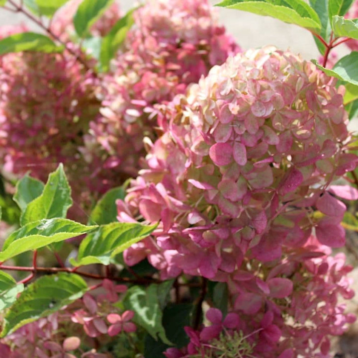 Hortensie arbustiva - Hydrangea paniculata 'Phantom'