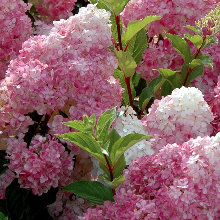 Hortensie arbustiva - Hydrangea paniculata 'Vanille-Fraise'