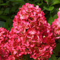 Hortensie Hydrangea paniculata 'Wim's Red'