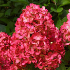 Hortensie Hydrangea paniculata 'Wim's Red'