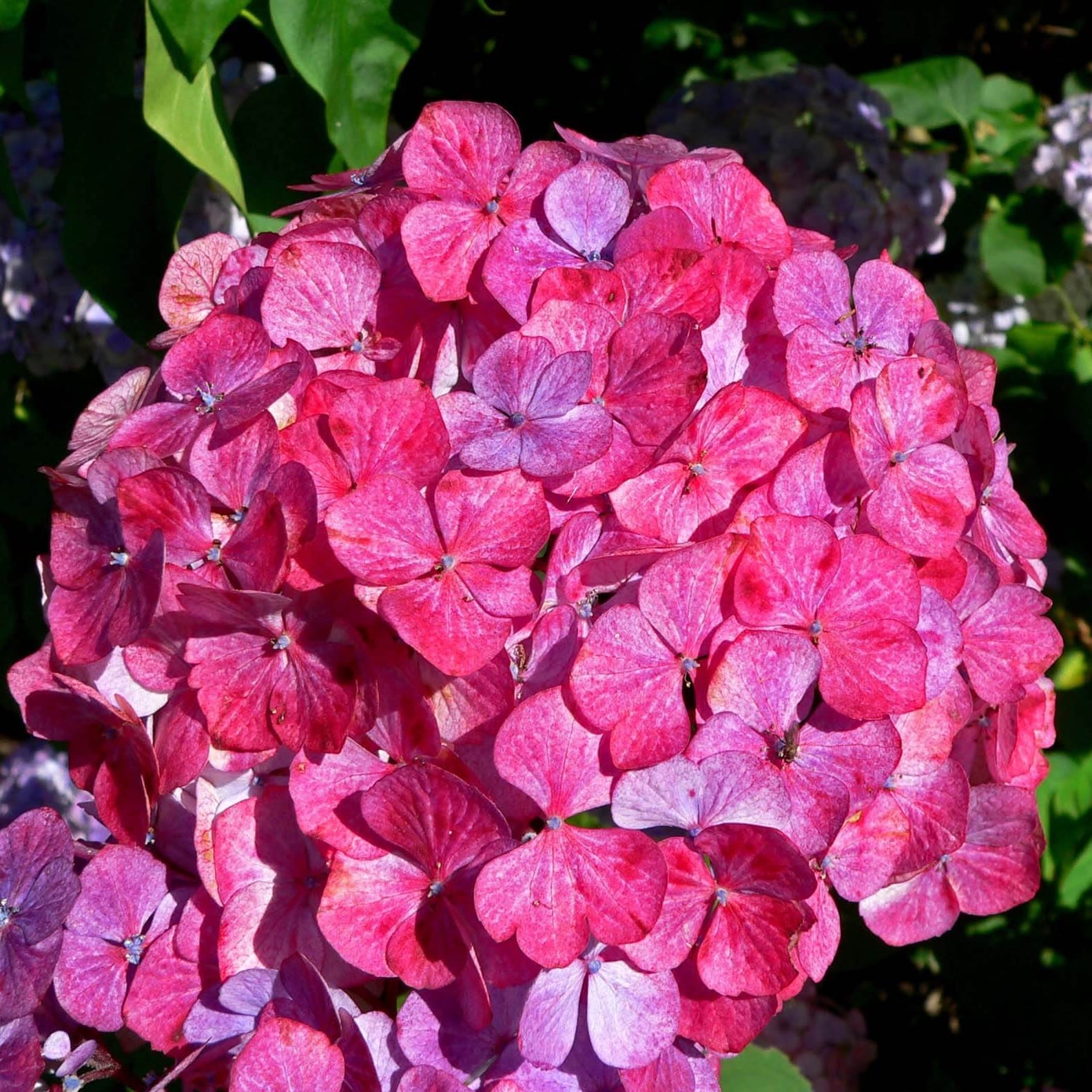Hortensie japoneza spectaculoasa - Hydrangea serrata 'Preziosa'