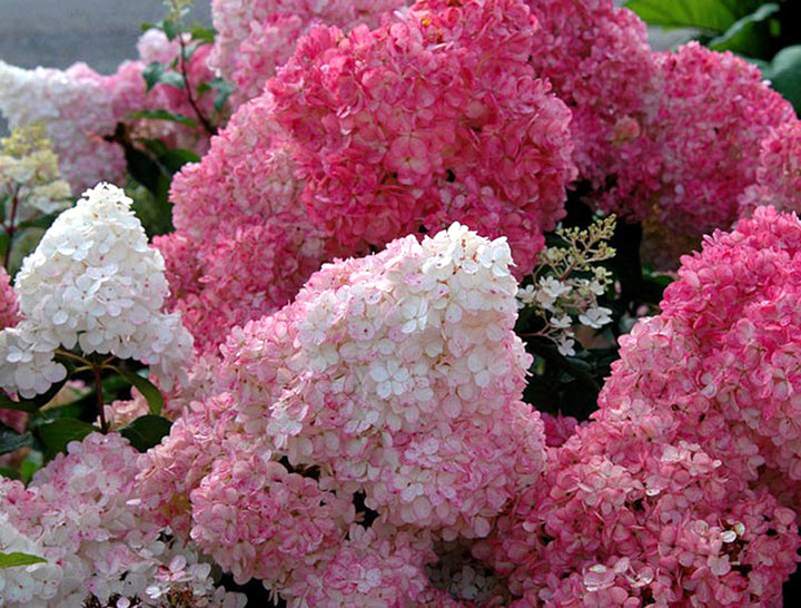 Hydrangea paniculata 'Sundae Fraise'® ('Rensun')