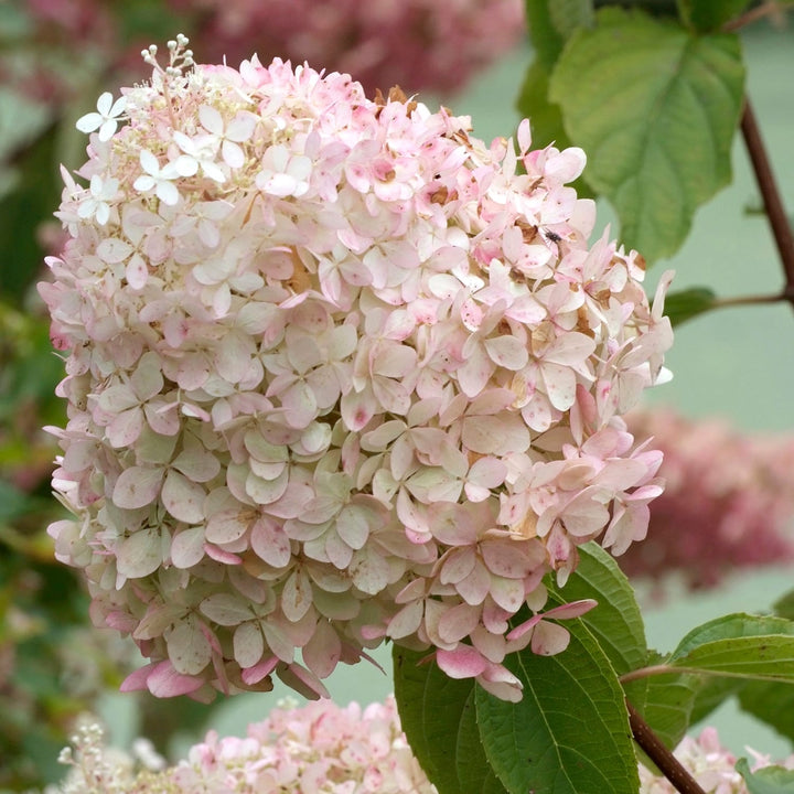 Hortensie arbustiva - Hydrangea paniculata 'Phantom'