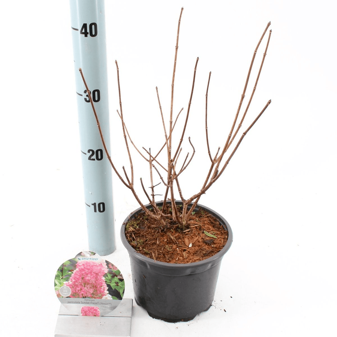 Hydrangea paniculata 'Sundae Fraise'® ('Rensun')