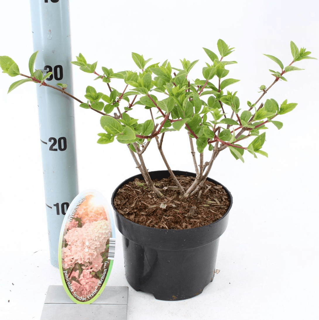 Hydrangea paniculata 'Sundae Fraise'® ('Rensun')