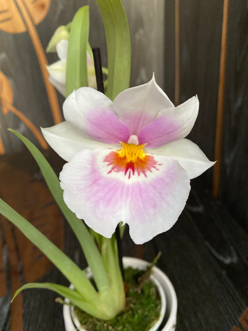 Miltoniopsis Linda Lingle ‘Kai’aina’ illatos