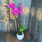 Phalaenopsis Joyride