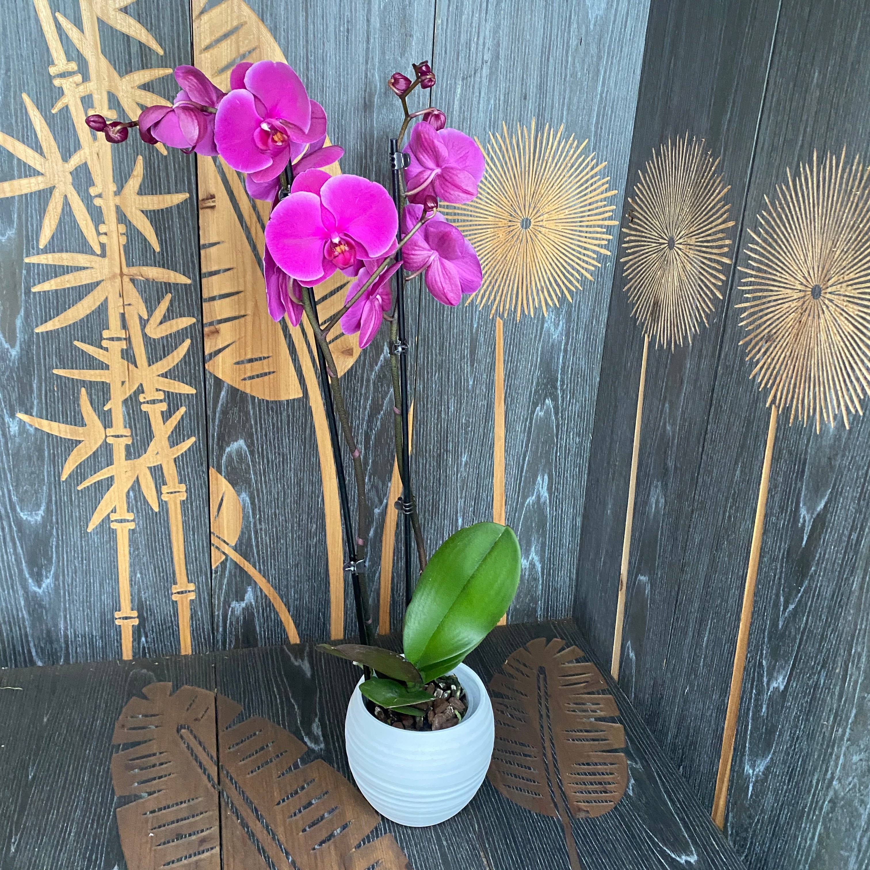 Phalaenopsis Joyride