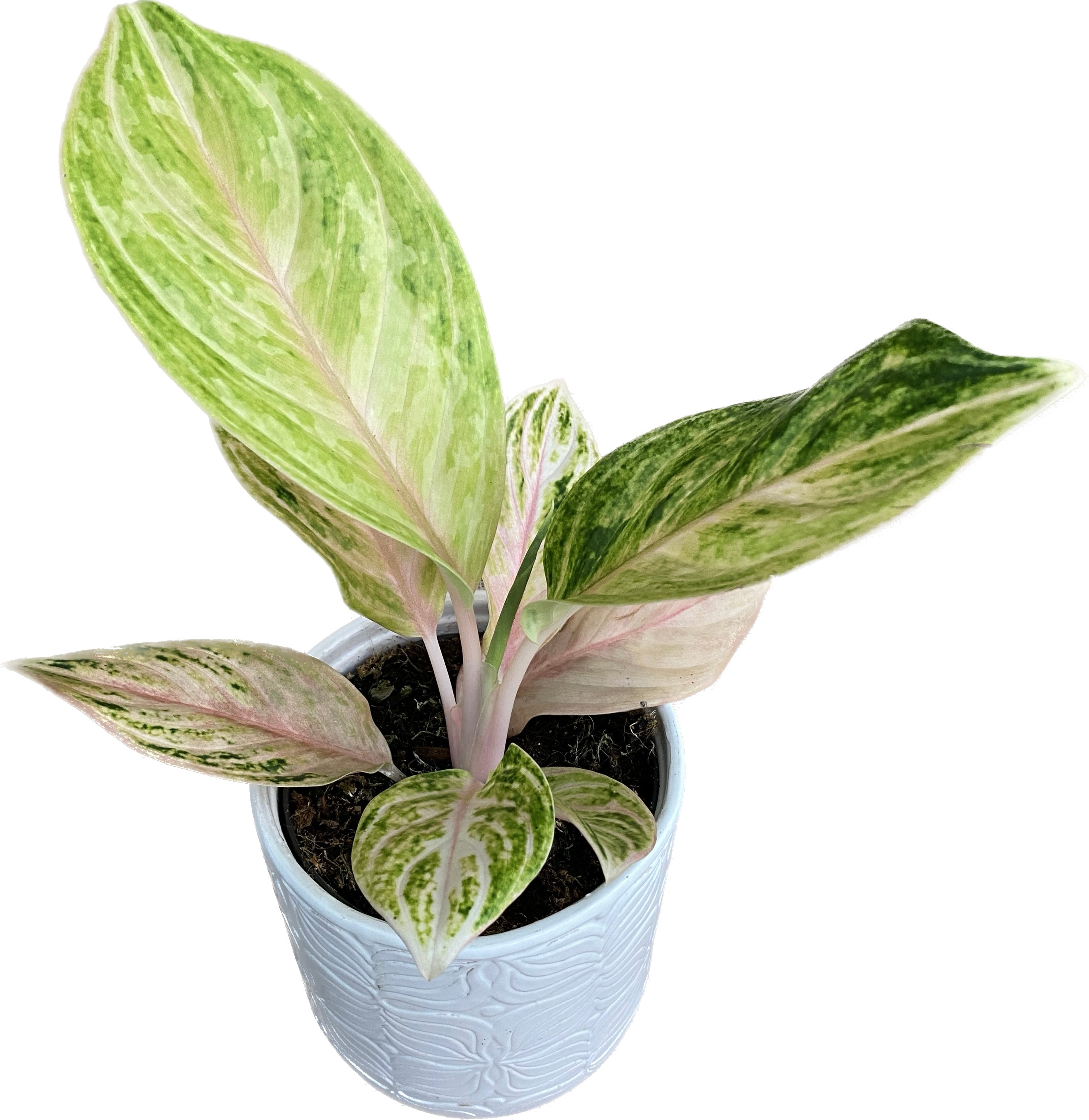 Aglaonema 'Peach Pearl' - 2pp