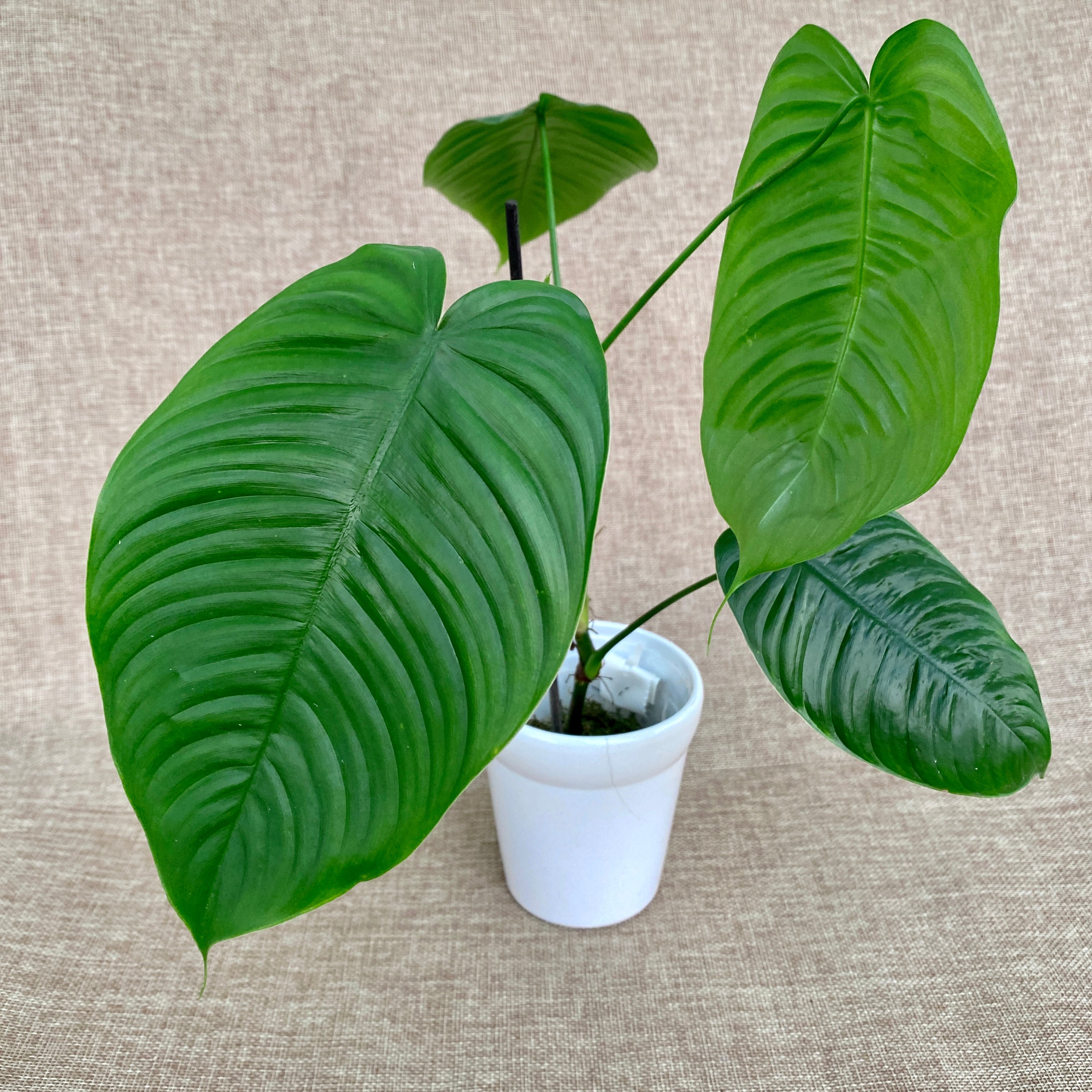 philodendron tenue mature Philodendron tenue – Secret Garden Plant Shop