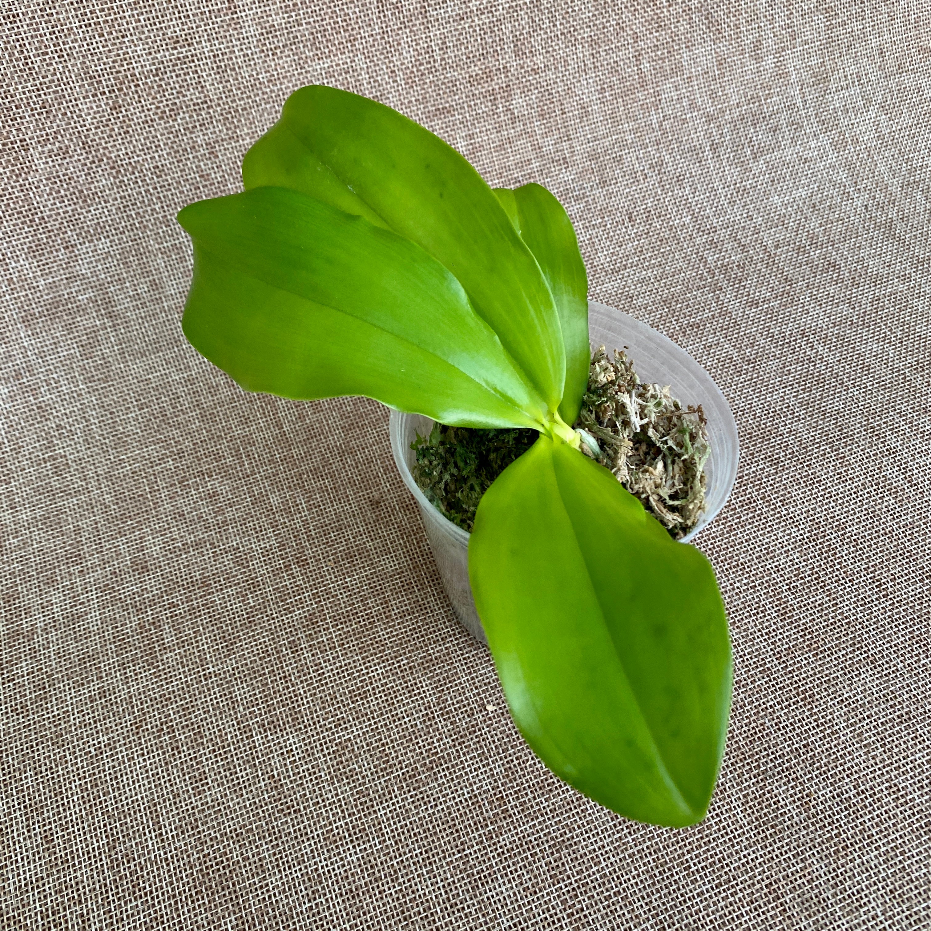 Phalaenopsis speciosa 'Sogno Viola'