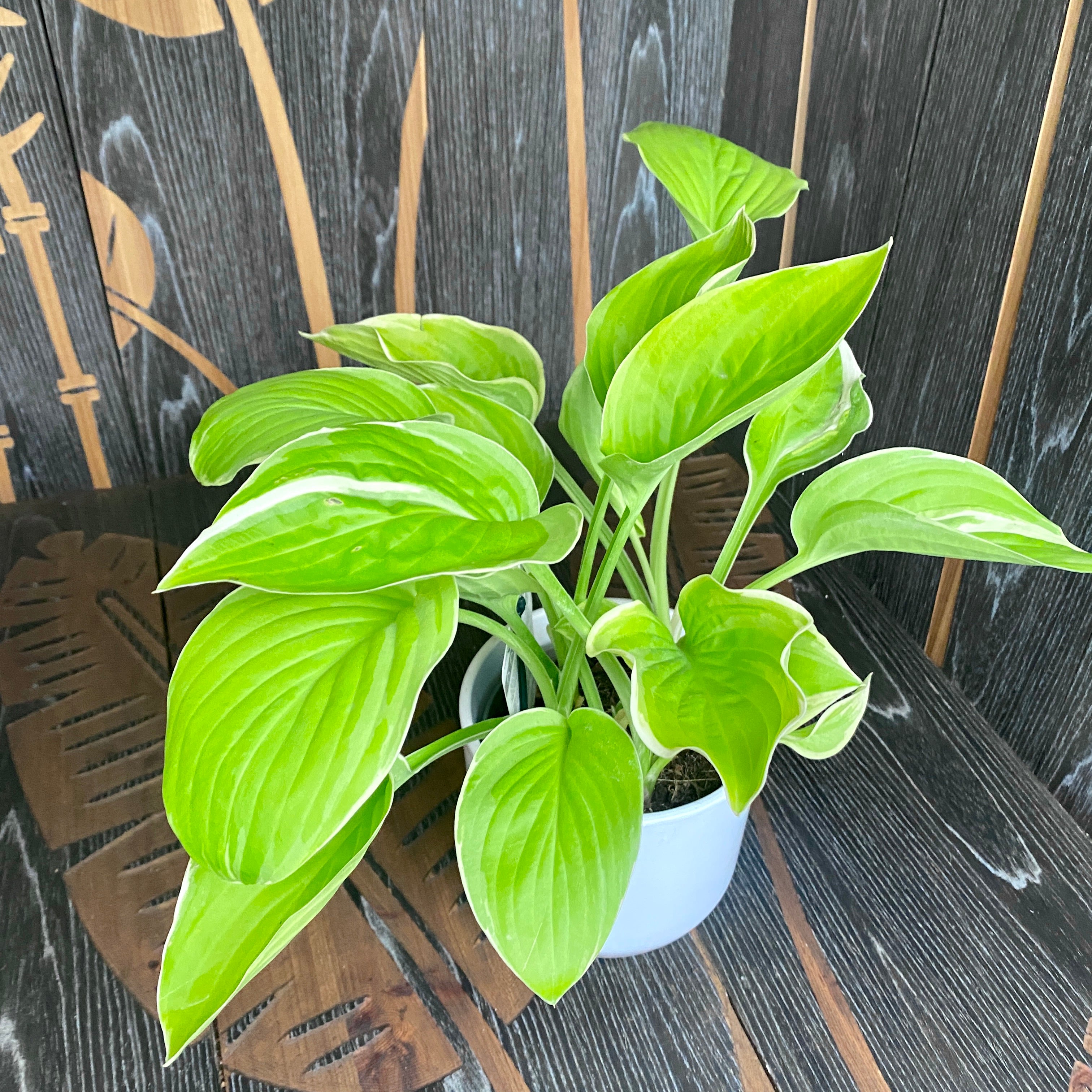Hosta 'Frozen Margarita' (Plantain Lily 'Frozen Margarita') - crin de toamna