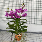 Vanda KANCHANA Magic Pink