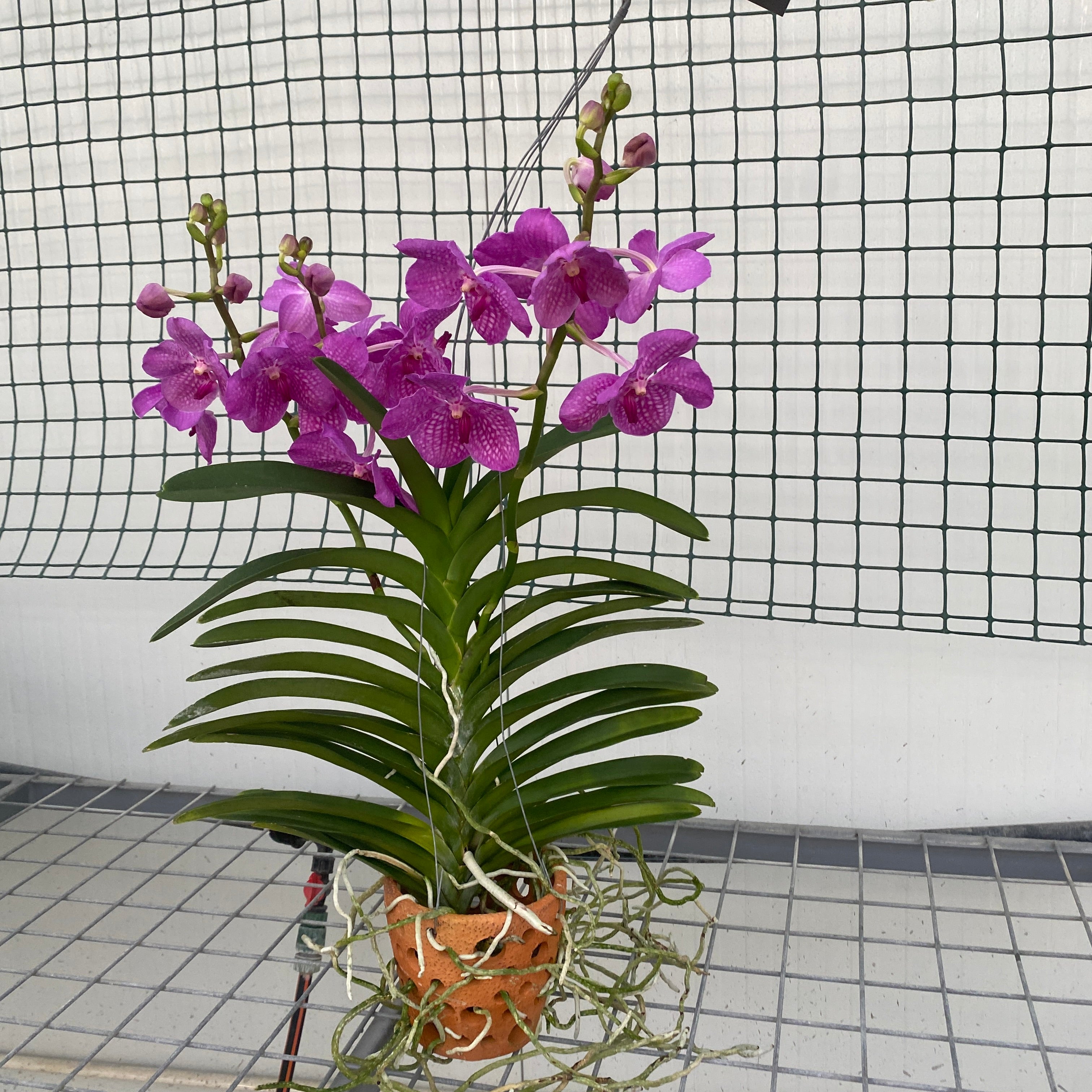 Vanda KANCHANA Magic Pink