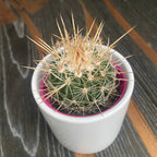 Echinofossulocactus arrigens