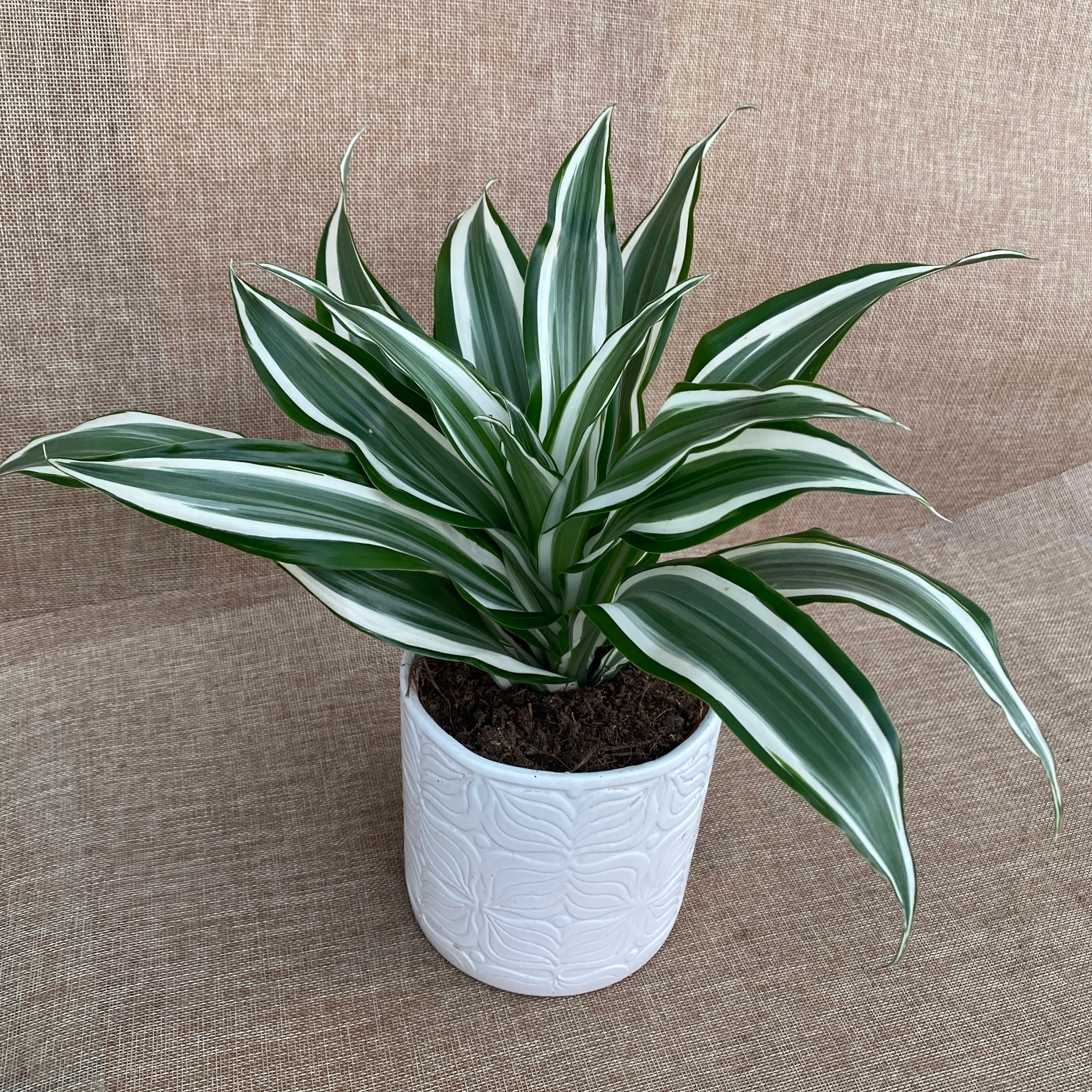 dracaena blanca Dracaena fragrans 'Joya Blanca' – Secret Garden Plant Shop