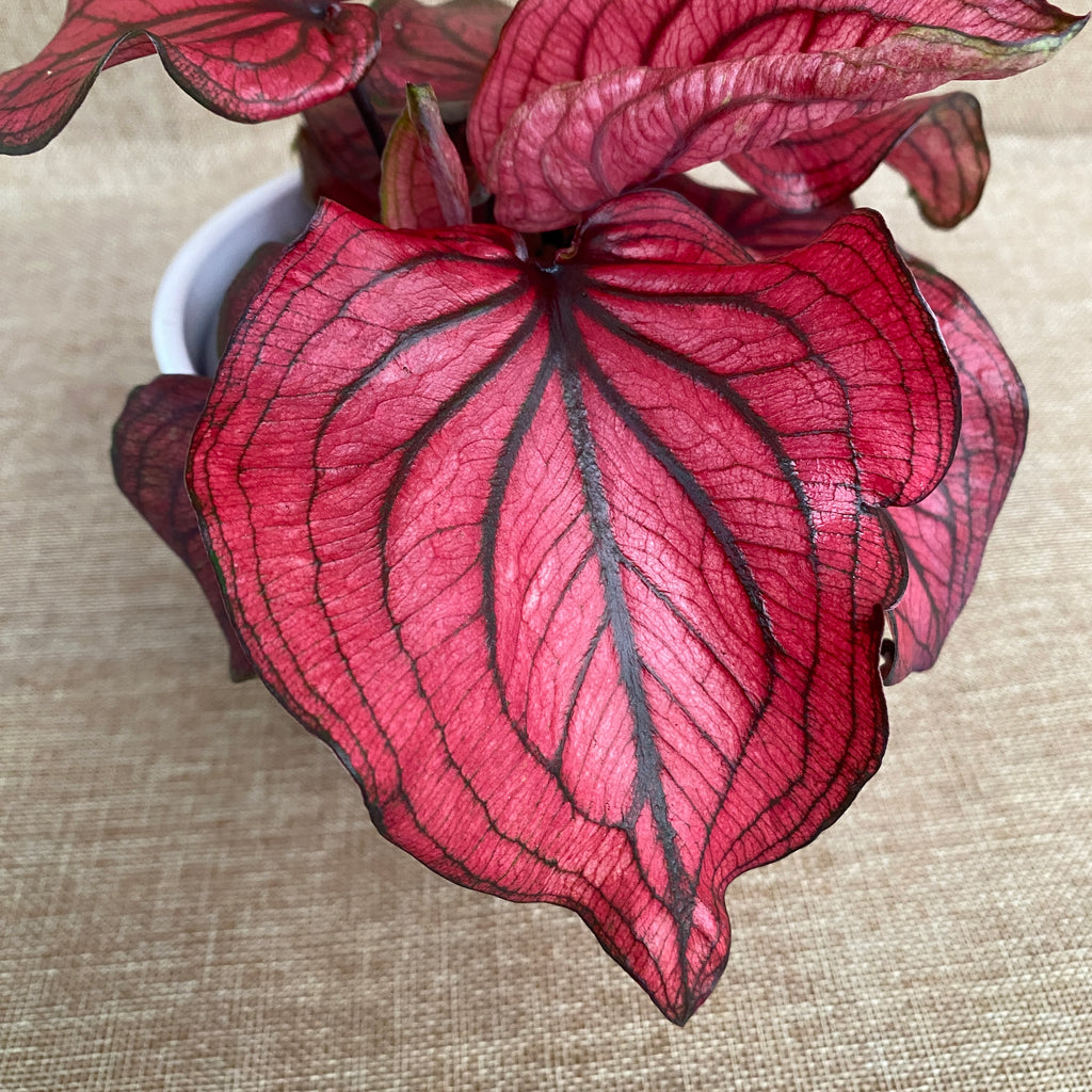 Caladium 'Lucia Red'