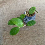 Hoya parasitica 'Pink' D6