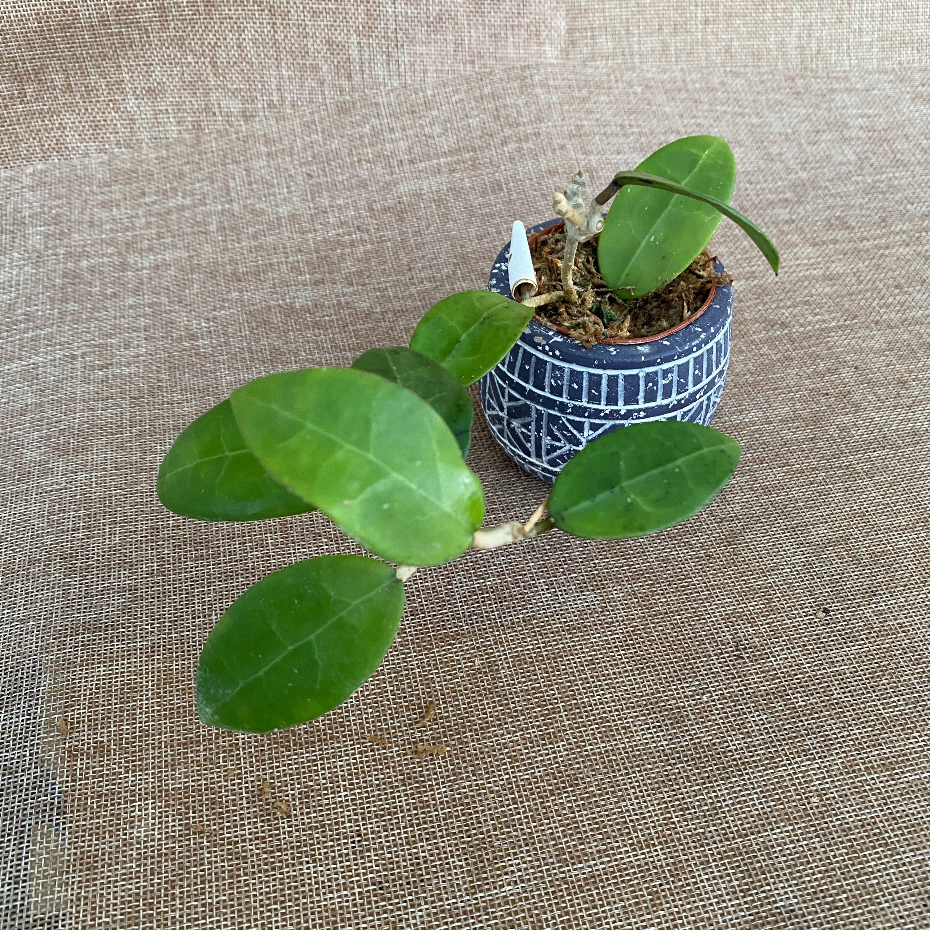 Hoya parasitica 'Pink' D6