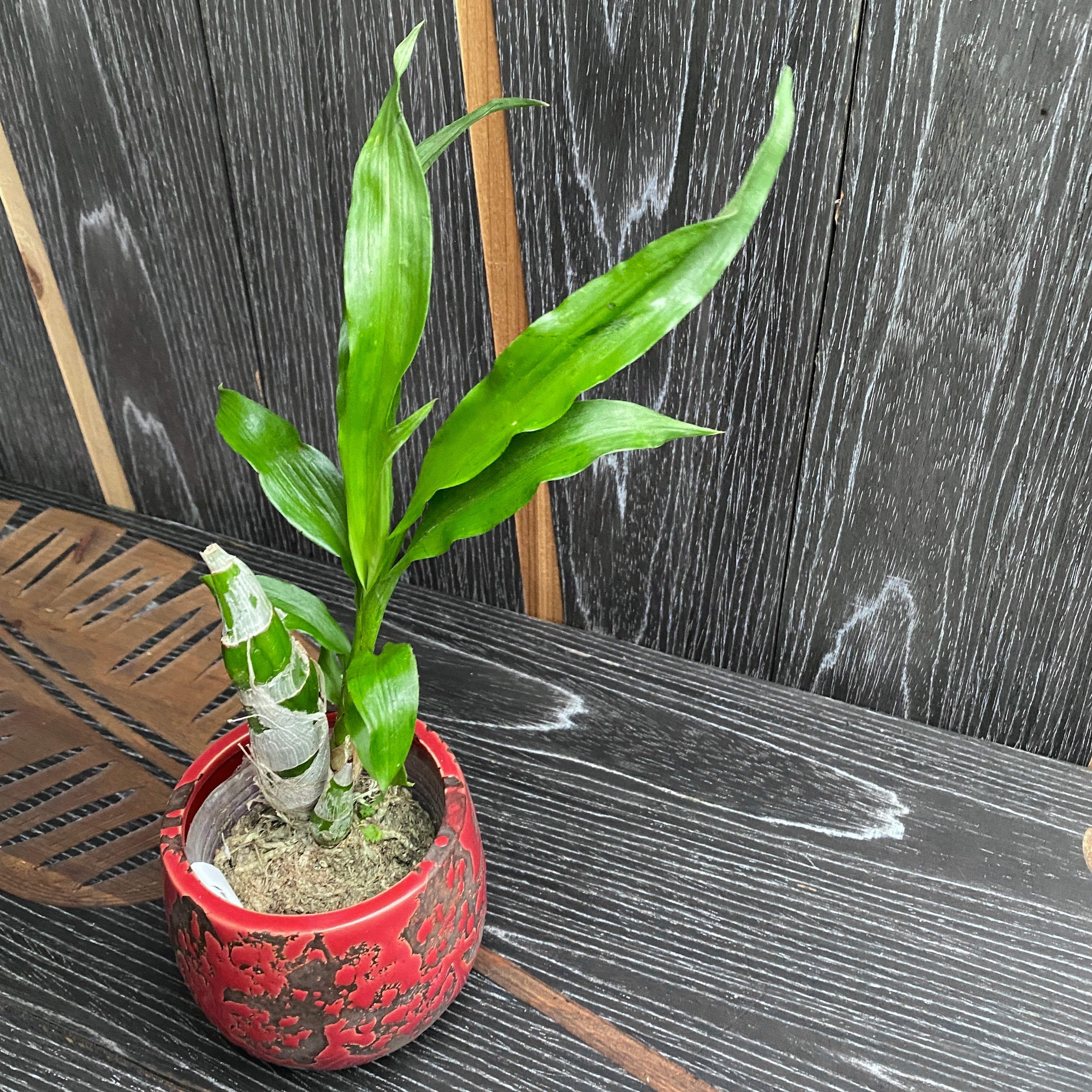 Fredclarkeara After Dark 'Sunset Valley Orchids' FCC/AOS