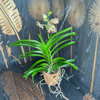 Vanda SUNANDA Ocelot Sienna (ANSU)