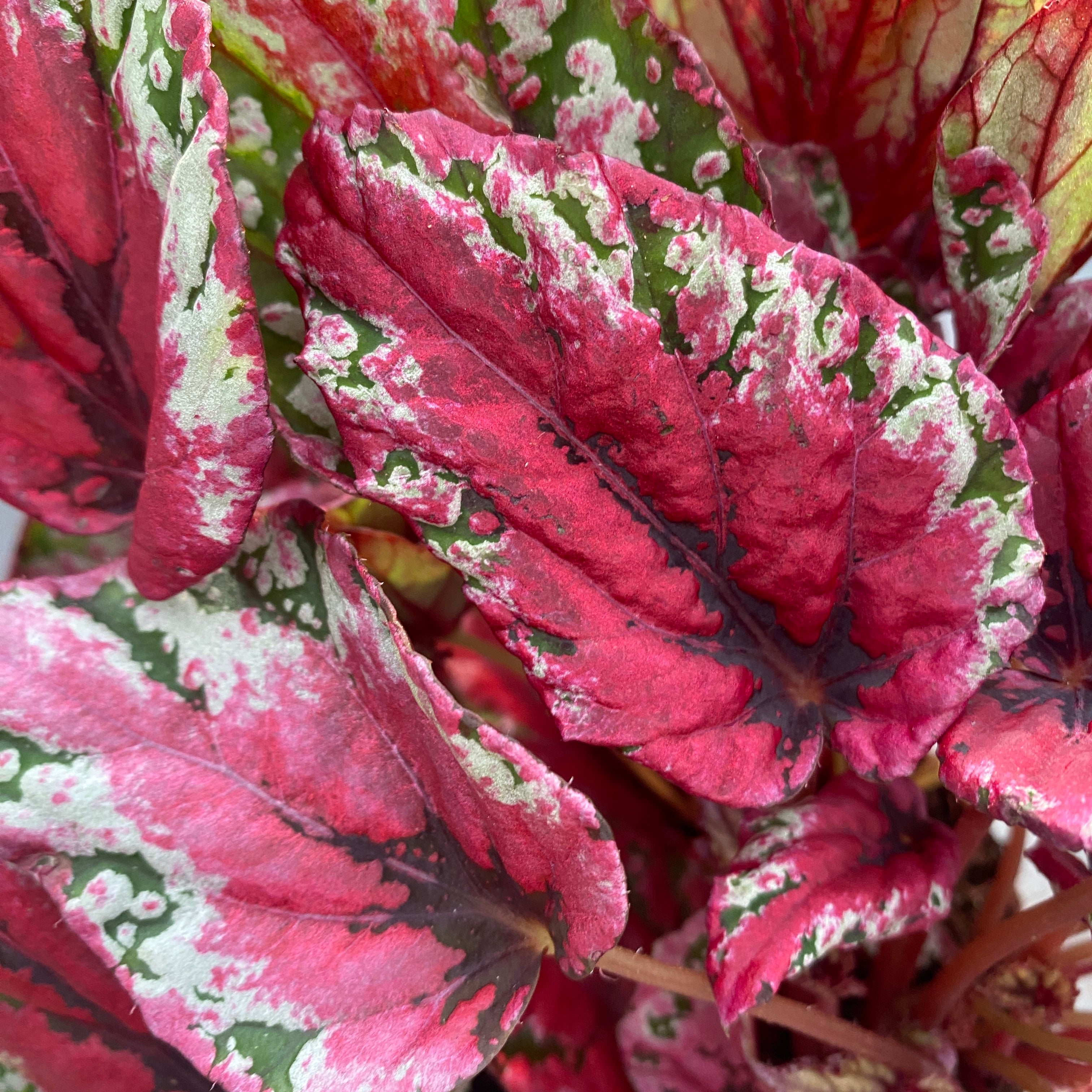 Begonia 'Maui Sunset'
