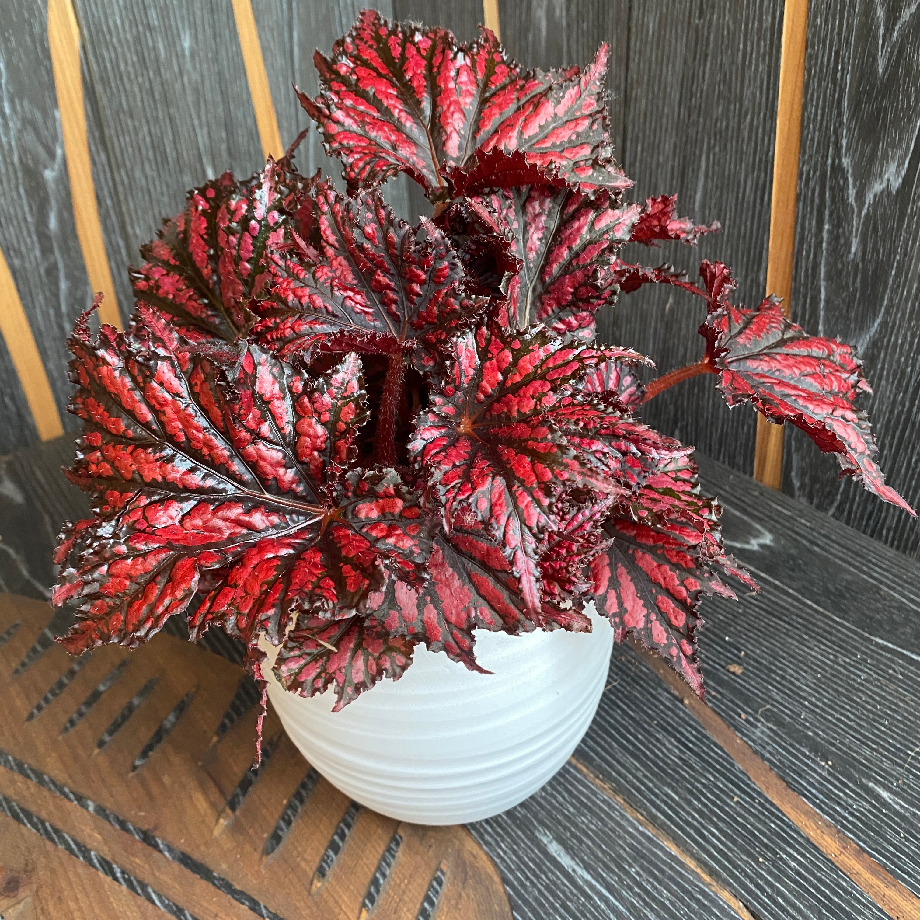 Begonia Rex Rana