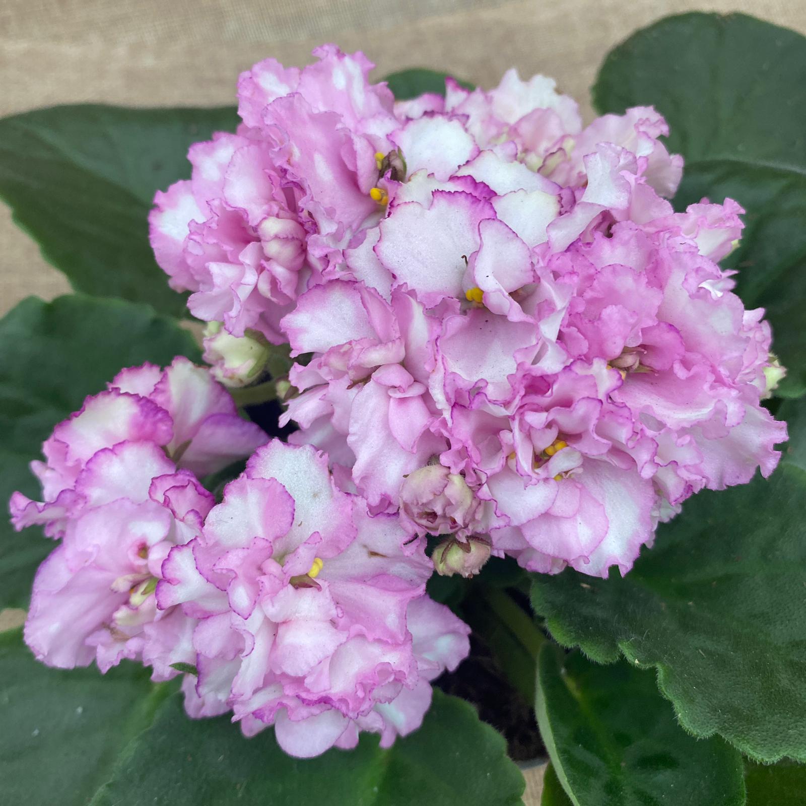 Saintpaulia Rosanne Puck - violete cu flori duble