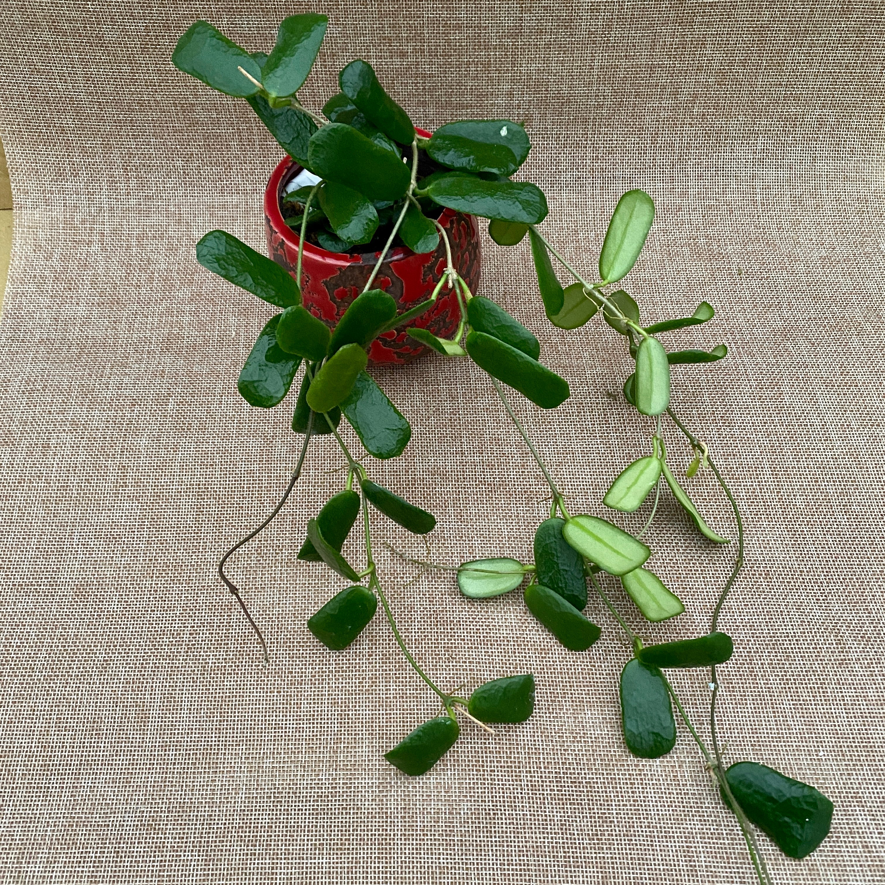 Hoya rotundiflora (square leaf hoya) - exemplare dezvoltate